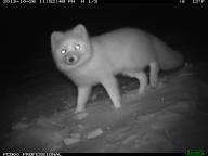 adult arctic_fox black_nose eyes_open facing_towards grayscale image laser_eyes night photo single snow standing vulpes white_fur wild winter_coat // 1024x768 // 72KB