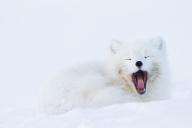 adult arctic_fox day eyes_closed image mouth_open photo single vulpes yawning // 1500x1000 // 439KB