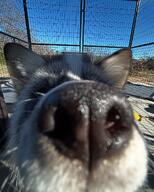 adult black_fur black_nose captivity close_up day eyes_open facing_towards image macro marble_fox mouth_closed partial_body portrait red_fox red_fur single sniffing standing sunny vulpes white_fur winter_coat zoo // 1080x1350 // 247KB