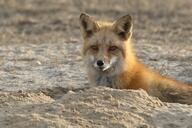 adult black_nose color day desert eyes_open facing_towards image mouth_closed muzzle_mark orange_eyes partial_body photo red_fox red_fur single standing staring still summer_coat sunny vulpes white_fur wild // 2823x1881 // 1.7MB