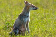 adult black_nose black_tail_tip day eyes_open facing_side full_body grass gray_fur lycalopex mouth_closed orange_eyes pampas_fox red_fur single sitting staring summer_coat sunny wild // 800x533 // 148KB