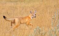 adult black_nose black_tail_tip color day desert eyes_open facing_towards full_body funny image mouth_closed orange_eyes photo single standing staring summer_coat sunny swift_fox tan_fur vulpes walking white_fur wild // 2859x1721 // 1.3MB