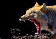 adult black_nose color eyes_closed facing_side image mouth_open outdoors partial_body photo single teeth tibetan_fox tongue twilight vulpes wild yawning // 1809x1264 // 400KB