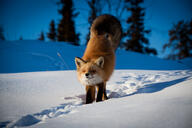 adult black_nose color eyes_closed facing_towards full_body image mouth_closed outdoors photo red_fox red_fur single snow standing stretching twilight vulpes white_fur white_tail_tip wild winter_coat // 2048x1365 // 448KB