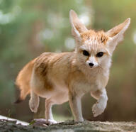 adult black_eyes black_nose black_tail_tip day eyes_open facing_towards fennec_fox full_body image mouth_closed outdoors single sunny tan_fur vulpes walking wild // 1920x1856 // 179KB