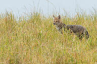 adult black_nose black_tail_tip color day eyes_open facing_side facing_towards full_body grass gray_fur image lycalopex mouth_closed orange_eyes pampas_fox photo red_fur single standing staring summer_coat sunny wild // 2544x1696 // 534KB