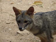 adult black_nose color day eyes_open facing_towards full_body gray_fur image lycalopex mouth_closed orange_eyes outdoors photo sechuran_fox single standing sunny white_fur wild // 2048x1536 // 1.4MB