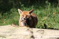 adult black_nose captivity color day eating eyes_open facing_towards full_body grass holding_something image large_muzzle_mark mouth_open orange_eyes photo red_fox red_fur single standing sunny vulpes white_fur zoo // 5184x3456 // 3.0MB