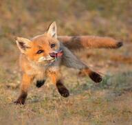 black_nose cute day eyes_open facing_towards full_body grass image mouth_closed orange_eyes outdoors playing red_fox red_fur single vulpes white_fur white_tail_tip wild young // 828x783 // 61KB