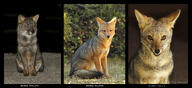 adult black_nose color culpeo_fox darwin's_fox day eyes_open facing_towards full_body grass image laser_eyes lycalopex mouth_closed mouth_open multiple_species night orange_eyes outdoors partial_body photo portrait red_fur sitting south_american_gray_fox sunny tan_fur wild // 2273x1044 // 1.8MB