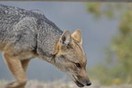 adult black_nose black_tail_tip color day eyes_open facing_down facing_side grass gray_fur image lycalopex mouth_closed orange_eyes pampas_fox partial_body photo red_fur single sniffing standing summer_coat sunny walking wild // 2048x1365 // 248KB