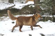 adult black_nose captivity day eyes_open facing_side full_body image large_muzzle_mark mouth_closed orange_eyes red_fox red_fur single snow standing tail_raised vulpes walking white_fur winter_coat zoo // 5184x3456 // 2.4MB