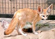 adult black_eyes black_nose black_tail_tip captivity color day desert eyes_open fennec_fox full_body image mouth_closed outdoors photo single standing sunny tan_fur vulpes zoo // 1024x726 // 175KB