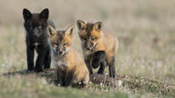 black_fur black_nose day eyes_open facing_towards full_body grass image large_muzzle_mark mouth_closed multiple orange_eyes outdoors red_fox red_fur silver sitting standing summer_coat sunny vulpes white_fur white_tail_tip wild young // 1920x1080 // 775KB