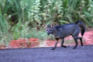 adult black_nose cerdocyon cloudy color crab-eating_fox day eyes_open facing_towards full_body gray_fur image mouth_closed orange_eyes photo running single urban wild // 6000x4000 // 15MB