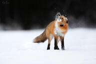 adult black_nose day drill_mode eyes_closed full_body image mouth_closed muzzle_mark outdoors red_fox red_fur single snow standing sunny vulpes white_fur wild winter_coat // 5878x3919 // 1.9MB