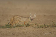 adult bengal_fox black_nose color day desert eyes_open facing_towards image mouth_closed outdoors photo shedding single standing tan_fur vulpes wild // 1500x1000 // 792KB