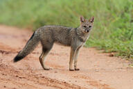 adult black_nose black_tail_tip color day eyes_open facing_towards full_body grass gray_fur hoary_fox image lycalopex mouth_closed orange_eyes outdoors photo single standing tan_fur wild // 4095x2730 // 1.3MB