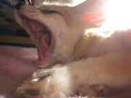 black_eyes black_nose close_up day eyes_open facing_towards fennec_fox image indoors mouth_open on_side partial_body pet single tan_fur teeth tongue vulpes yawning young // 1600x1200 // 111KB