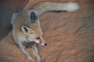 adult black_nose color day desert eyes_open facing_side full_body image licking mouth_open on_stomach orange_eyes photo ruppell's_fox single staring summer_coat sunny tan_fur tongue vulpes white_tail_tip wild // 4928x3264 // 3.9MB