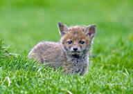 black_nose day eyes_open facing_towards grass image mouth_closed orange_eyes partial_body red_fox red_fur single standing summer_coat sunny vulpes wet_fur white_fur wild young // 2566x1814 // 1.1MB