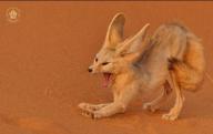 adult desert eyes_closed fennec_fox image mouth_open photo single stretching tan_fur twilight vulpes wild yawning // 1080x681 // 84KB