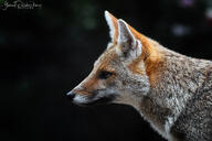 adult black_nose black_tail_tip color day eyes_open facing_side grass gray_fur image lycalopex mouth_closed orange_eyes pampas_fox partial_body photo portrait red_fur single standing staring summer_coat sunny wild // 3072x2048 // 1.5MB