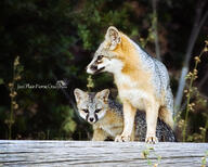 adult black_nose day eyes_open facing_side facing_towards forest full_body gray_fox gray_fur image mouth_closed multiple orange_eyes red_fur standing summer_coat urocyon white_fur wild young // 1024x819 // 277KB