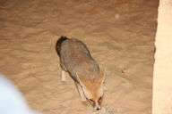 adult black_nose color day desert eating eyes_open facing_towards full_body image mouth_closed orange_eyes photo ruppell's_fox single standing summer_coat sunny tan_fur vulpes white_tail_tip wild // 2048x1367 // 1.1MB