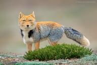 adult black_fur black_nose color day eyes_open full_body grass gray_fur image mouth_closed orange_eyes outdoors photo single tan_fur tibetan_fox vulpes white_fur white_tail_tip wild // 1200x800 // 1.5MB