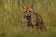 adult black_nose day eyes_open facing_towards full_body grass image mouth_open muzzle_mark orange_eyes outdoors red_fox red_fur single standing summer_coat sunny teeth tongue vulpes white_fur white_tail_tip wild // 1024x683 // 125KB