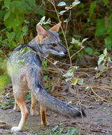 adult black_nose black_tail_tip color day eyes_open facing_towards forest full_body gray_fur image lycalopex mouth_closed orange_eyes outdoors photo sechuran_fox single standing sunny white_fur wild // 1247x1500 // 1.8MB