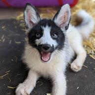 adult black_nose cute day eyes_open facing_towards full_body image indoors mouth_closed mouth_open no_muzzle_mark on_stomach orange_eyes pet red_fox red_fur single vulpes white_fur white_tail_tip wild young // 1080x1080 // 145KB