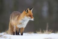 adult black_nose color day eyes_open facing_side full_body image mouth_closed no_muzzle_mark orange_eyes photo red_fox red_fur single snow standing still sunny vulpes white_fur wild winter_coat // 960x640 // 122KB