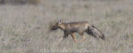 adult black_nose black_tail_tip day desert eyes_open facing_side full_body gray_fur lycalopex mouth_closed orange_eyes pampas_fox red_fur single standing summer_coat sunny walking wild // 600x240 // 124KB