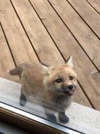 black_nose blep cloudy cute day door eyes_open facing_side facing_towards facing_up full_body glass glass_door image indoors large_muzzle_mark mouth_closed orange_eyes red_fox red_fur single standing summer_coat tongue urban vulpes white_fur white_tail_tip wild young // 1200x1600 // 278KB