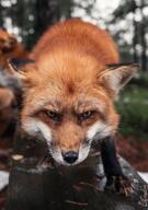 adult black_nose day eyes_open facing_towards forest full_body image mouth_closed muzzle_mark orange_eyes red_fox red_fur single standing vulpes white_fur wild winter_coat // 900x1280 // 147KB