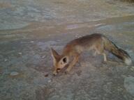 adult black_nose color day desert eyes_open facing_down facing_side full_body image mouth_closed orange_eyes photo ruppell's_fox single standing summer_coat sunny tan_fur vulpes walking white_tail_tip wild // 2048x1536 // 1.4MB