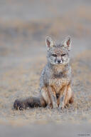 adult bengal_fox black_nose color day desert eyes_open facing_towards image mouth_closed outdoors photo single sitting tan_fur vulpes wild winter_coat // 1365x2048 // 444KB