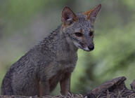 adult black_nose color day eyes_open facing_towards forest gray_fur image lycalopex mouth_closed orange_eyes outdoors partial_body photo sechuran_fox single sitting white_fur wild // 6547x4767 // 21MB