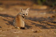 bengal_fox black_nose black_tail_tip color day desert eyes_open facing_towards image mouth_closed outdoors photo single sitting summer_coat tan_fur vulpes wild young // 6148x4101 // 10MB