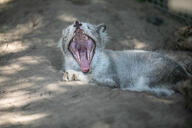 adult arctic_fox black_nose captivity color day eyes_open facing_towards full_body gray_fur image mottled_nose mouth_open on_stomach photo pink_nose single vulpes white_fur white_tail_tip yawning zoo // 5040x3360 // 8.8MB