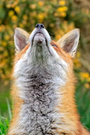 adult black_nose cloudy day eyes_open facing_up forest grass image mouth_closed orange_eyes partial_body portrait red_fox red_fur single summer_coat vulpes white_fur white_tail_tip wild // 1365x2048 // 605KB