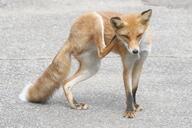 adult black_nose captivity day eyes_open facing_towards full_body image mouth_closed no_muzzle_mark orange_eyes red_fox red_fur scratching single standing urban vulpes white_fur white_tail_tip zoo // 1920x1280 // 851KB