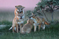 adult black_nose black_tail_tip color eyes_open facing_away facing_side facing_towards full_body grass image mouth_closed mouth_open multiple orange_eyes outdoors partial_body photo playing sitting standing sunny swift_fox tan_fur tongue twilight vulpes white_fur wild wink // 1024x683 // 168KB