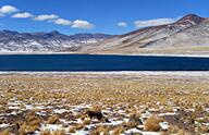 adult black_nose black_tail_tip day eyes_open facing_side far_away full_body grass gray_fur lycalopex mountains mouth_closed orange_eyes pampas_fox red_fur single snow standing staring summer_coat sunny water wild // 3041x1959 // 1.2MB