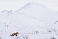 adult black_nose cloudy color day eyes_open facing_side full_body image mountains mouth_closed muzzle_mark orange_eyes photo red_fox red_fur single snow standing vulpes walking white_fur white_tail_tip wild winter_coat // 2600x1734 // 187KB