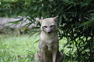 adult black_nose black_tail_tip color day eyes_open facing_towards full_body grass gray_fur image lycalopex mouth_closed orange_eyes pampas_fox photo red_fur single sitting staring summer_coat sunny wild // 2304x1536 // 4.0MB