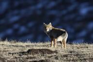 adult black_nose color day eyes_open facing_towards full_body grass gray_fur image mouth_closed orange_eyes photo single standing staring sunny tan_fur tibetan_fox vulpes white_tail_tip wild winter_coat // 1707x1138 // 494KB