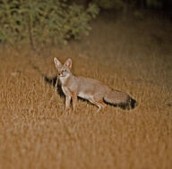 adult bengal_fox black_nose black_tail_tip color day desert eyes_open facing_towards image mouth_closed outdoors photo single standing summer_coat tan_fur vulpes wild // 1854x1824 // 971KB